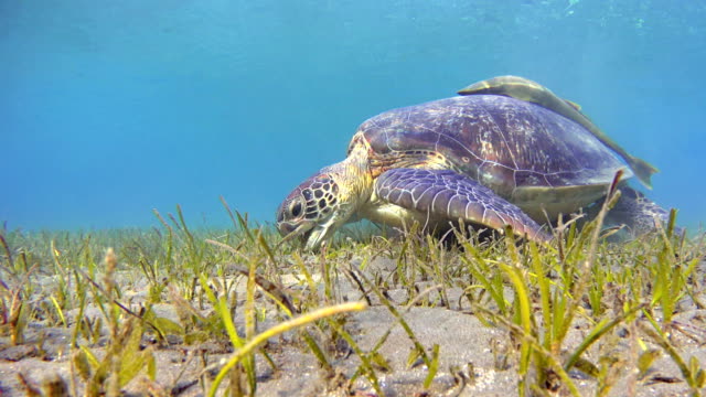 Green Sea Turtle grazing and Remora Fishes on seagrass bed
