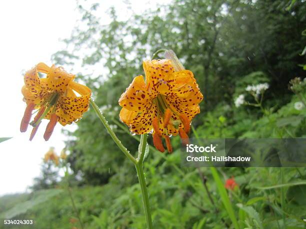 Tiger Lilies Stock Photo - Download Image Now - 2015, Backgrounds, Beauty