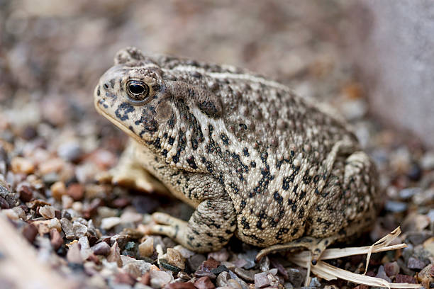 A woodhouse's toad in New Mexico, USA near the Rio Grande.