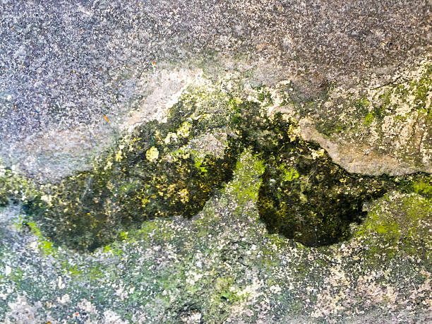 istock Wet and moist cement floor with the lichen 534024551