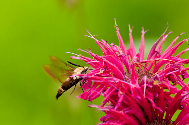 Hummingbird Moth, flower, feeds