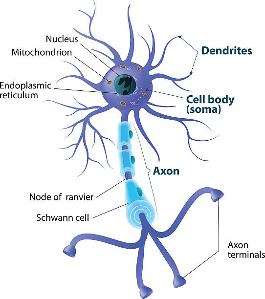 構造の運動ニューロン - activity axon biology biomedical illustration点のイラスト素材／クリップアート素材／マンガ素材／アイコン素材