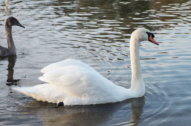 istock swan in the pond 534026727