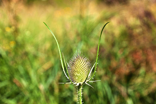 istock beautiful thistle in the meadow 534026967