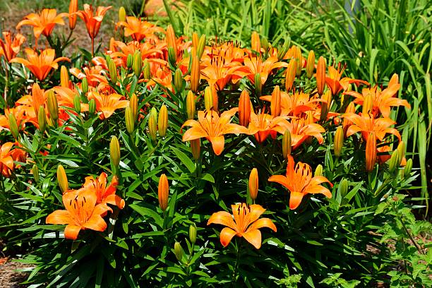 orange lis de jour - lily lily family temperate flower asiatic lily photos et images de collection