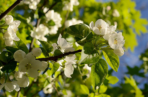 istock pear blossom in the garden 534028914