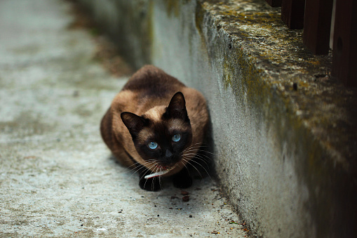 Portrait of Siamese cat