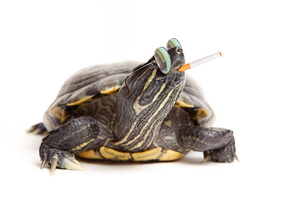 istock Rebel Turtle Wearing Sunglasses And Smoking 534029748