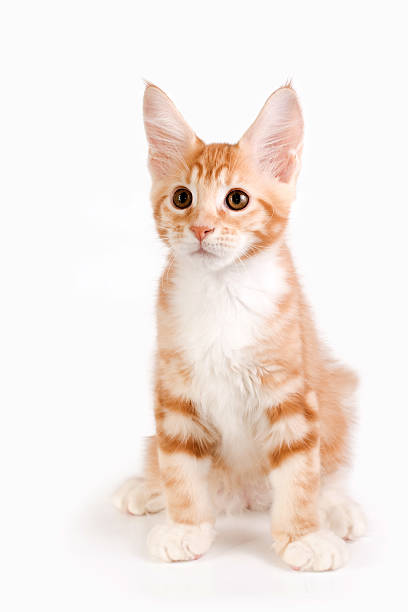 istock Little red kitten sitting on white background. Studio photography. 534029926