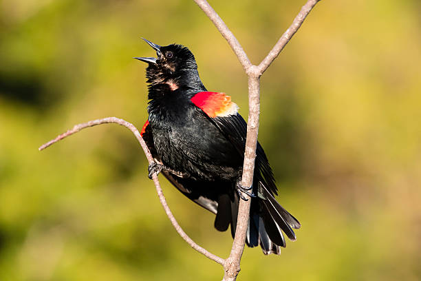 istock Red-winged Blackbird calling, male bird in spring, agelaius phoeniceus 534029996