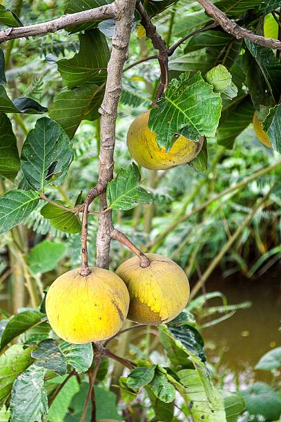 Santing Tree 160+ Santol Tree Stock Photos, Pictures & Royalty-Free Images - iStock
