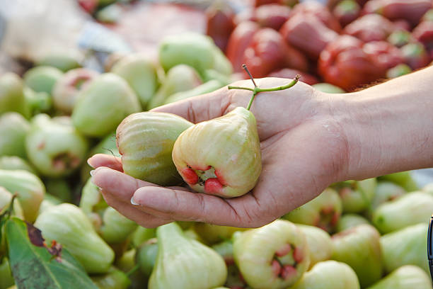green rose apple hand holding green rose apple in the market water apple stock pictures, royalty-free photos & images