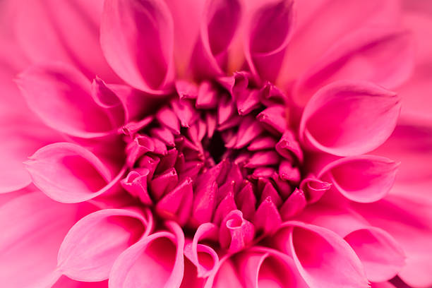 istock red flower and beautiful petals 534030501