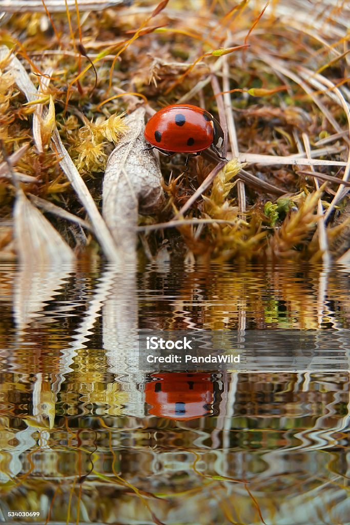 Ladybug in grass with water refections 2015 Stock Photo