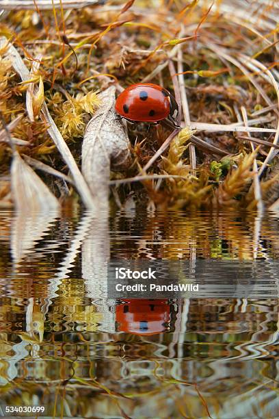 Ladybug In Grass With Water Refections Stock Photo - Download Image Now - 2015, Beetle, Blade of Grass