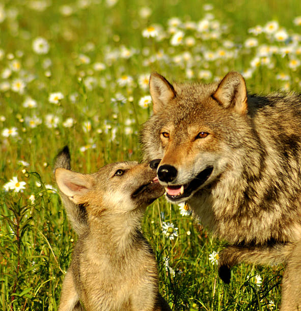 istock Adult Wolf Alpha and cub. 534030741