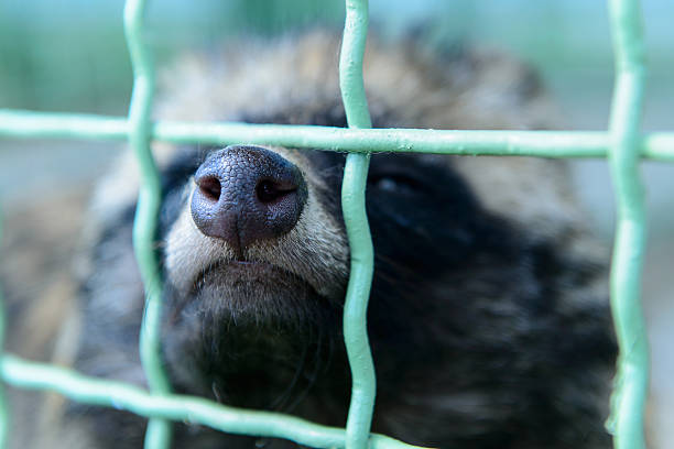 енота собака концом - raccoon dog стоковые фото и изображения
