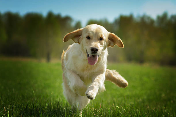 istock Young happy dog Golden Retriever runs 534031606