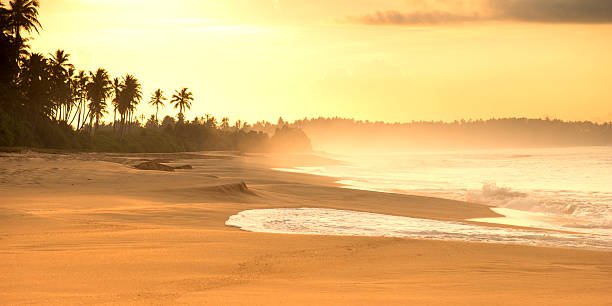istock Summer sandy beach with palm trees in sunset 534031666
