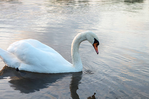 istock swan in the pond 534031725