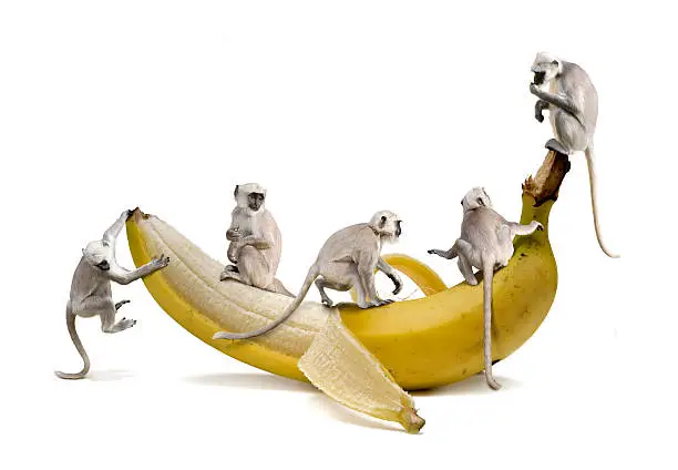 Photo of Monkeys with banana,