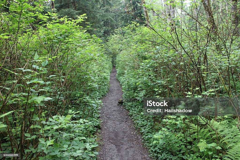 Narrow Forest running Trail Narrow recreational trail leading trough lush forest 2015 Stock Photo