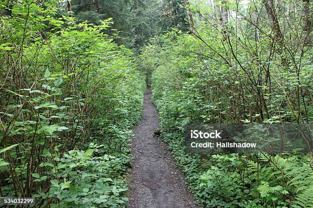 Narrow Forest Running Trail Stock Photo - Download Image Now - 2015, Autumn, Beauty