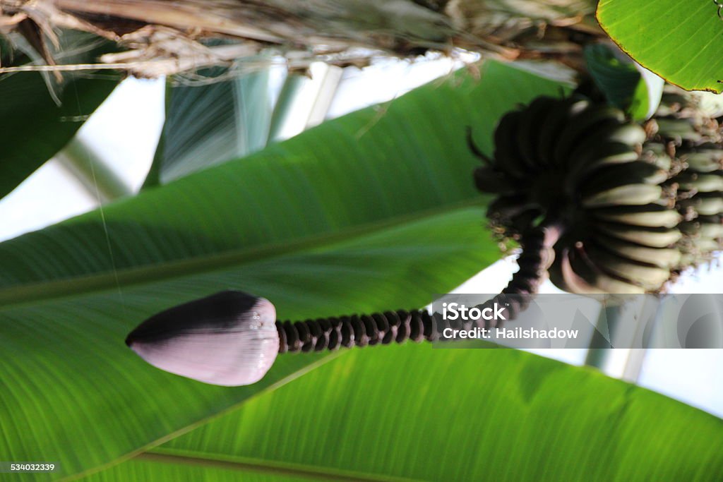 Cluster of Bananas hanging from a tree Fruit hanging in a large cluster from the banana tree, 2015 Stock Photo