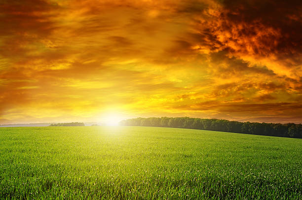 istock Beautiful sunset on green field 534032642