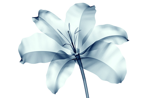 x-ray image of a flower  isolated on white , the lilly 3d illustration