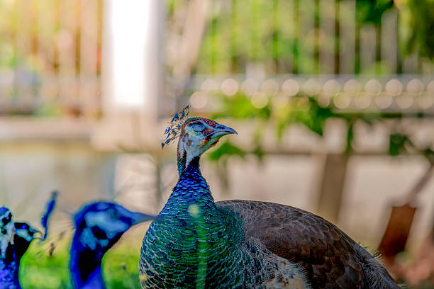 istock Close up of Indian Peacock head 534033080