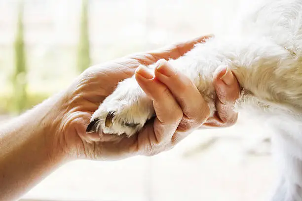 woman holding a white mixed race puppy's paw