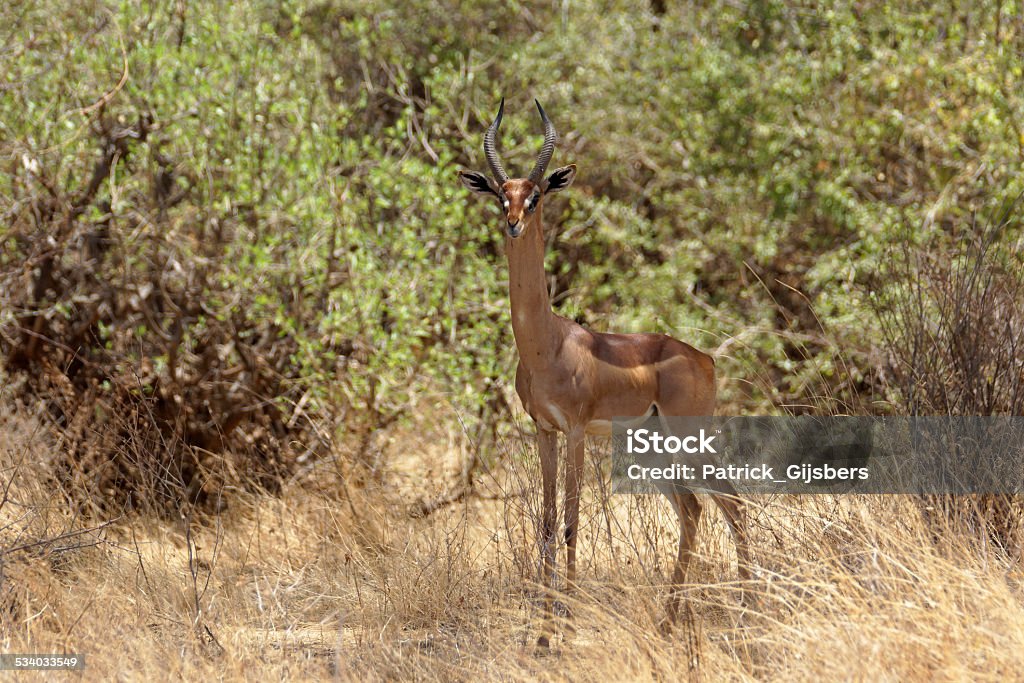Gerenuk Name: Gerenuk, Waller's gazelle, Giraffe-necked antelope 2015 Stock Photo