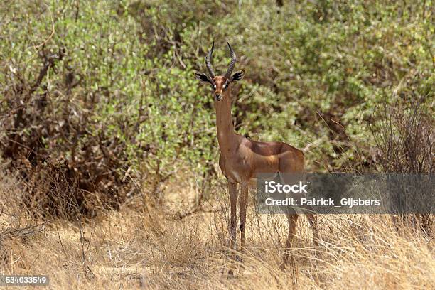 Gerenuk Stock Photo - Download Image Now - 2015, Africa, Animal