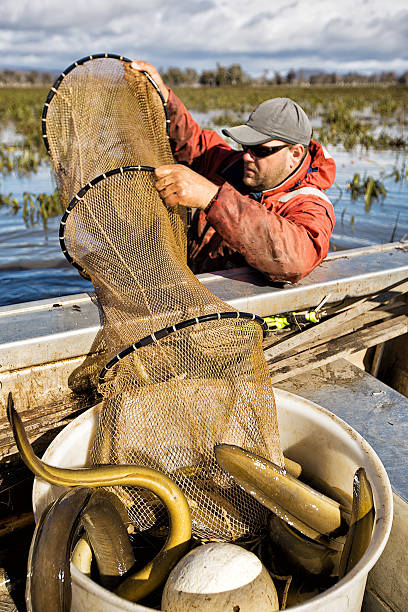 anguila de muelle - eel trap fotografías e imágenes de stock