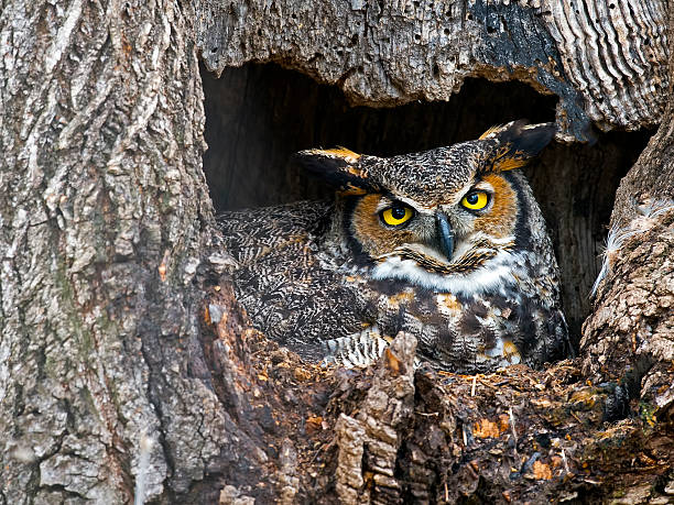 istock Great Horned Owl in Nest 534033684