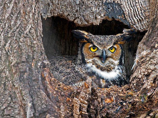 istock Great Horned Owl in Nest 534033712