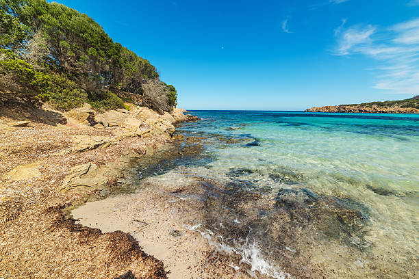istock seaweeds in Cala Granu beach 534033750