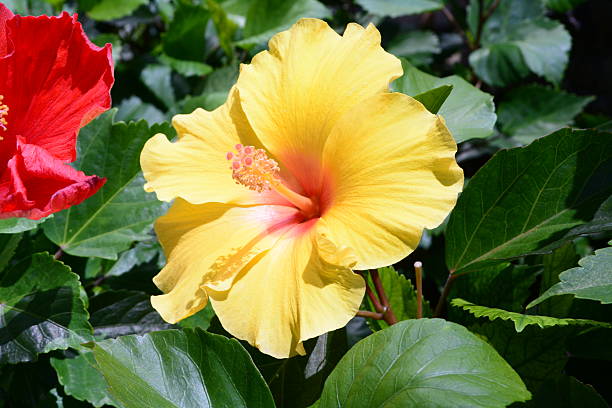 istock Yellow hibiscus flowers 534033758