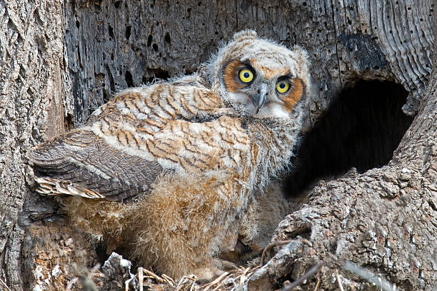 istock Great Horned Owlet in Nest 534033830