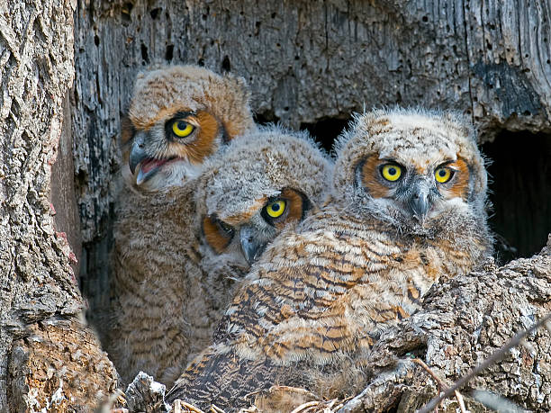 istock Great Horned Owlets in Nest 534033868