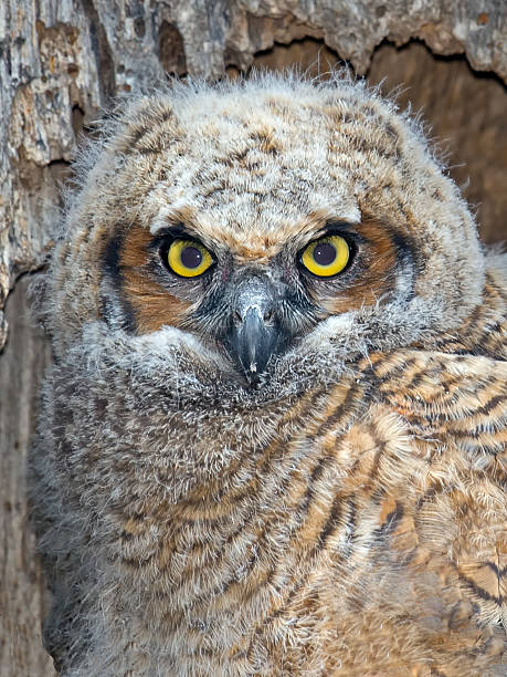 istock Great Horned Owlet in Nest 534033884