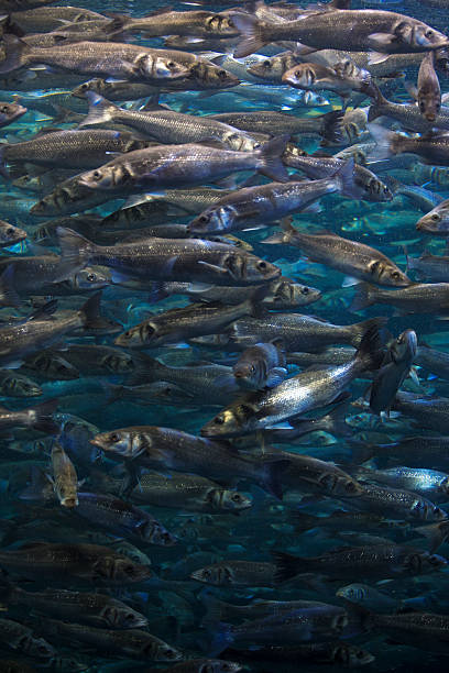 istock Fish school shoal in blue ocean 534033898
