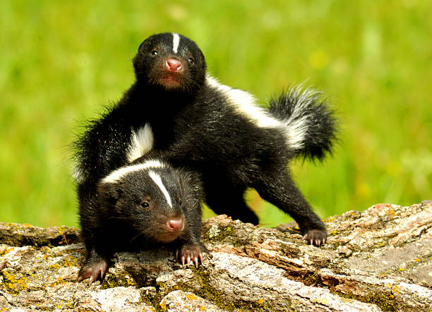 istock Two baby skunks playing with each other. 534033923