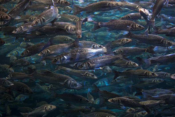 istock Fish school shoal in blue ocean 534034004