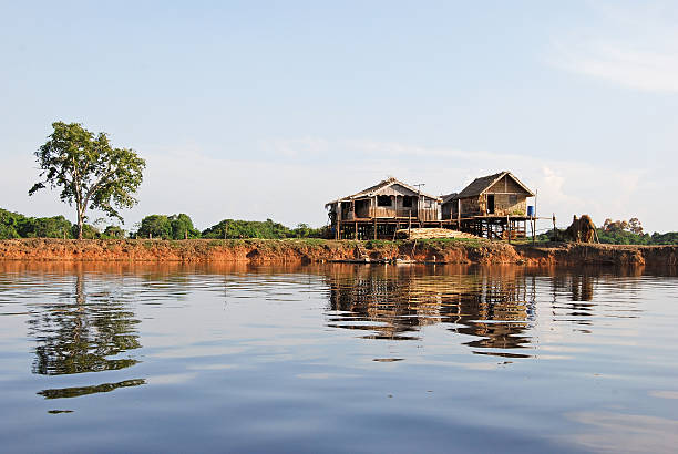 floresta amazónica: ao longo do rio amazonas, brasil perto manaus - drausen imagens e fotografias de stock