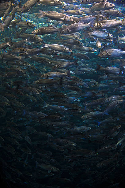 istock Fish school shoal in blue ocean 534034408
