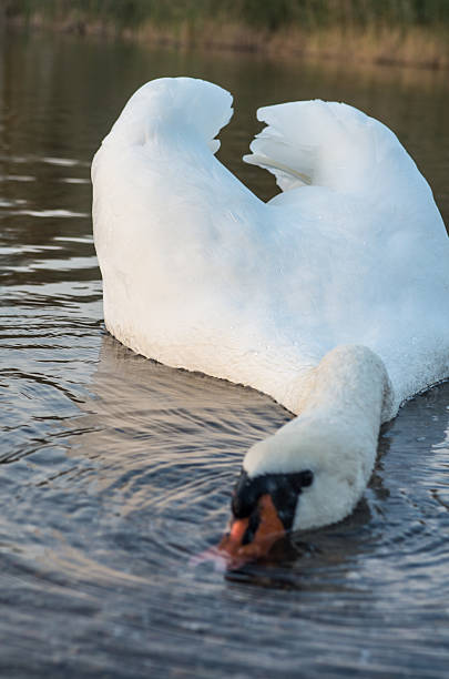istock swan in the pond 534034409
