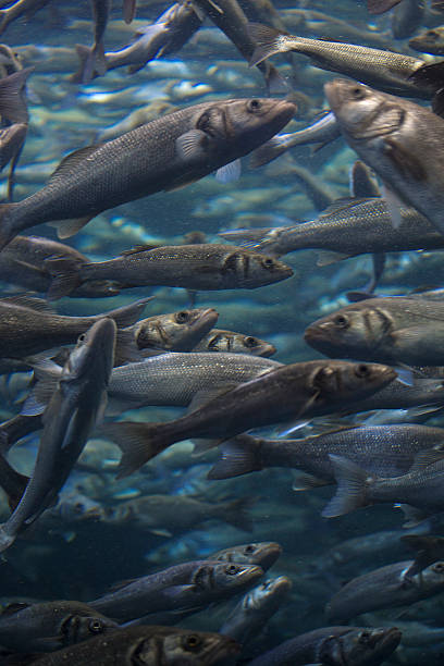 istock Fish school shoal in blue ocean 534034568