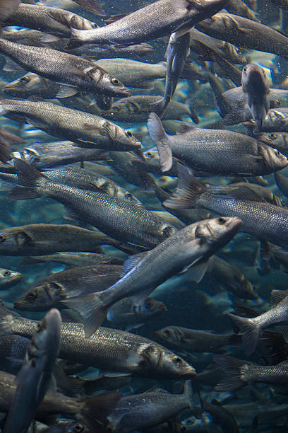 istock Fish school shoal in blue ocean 534034626